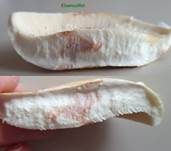 Grünender Pfeffermilchling, Foto 20