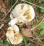 Grünender Pfeffermilchling, Foto 6