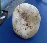Grünender Pfeffermilchling, Foto 11