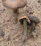 Grünender Risspilz, Foto 6