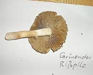 Grünender Risspilz, Foto 9