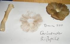 Grünender Risspilz, Foto 11