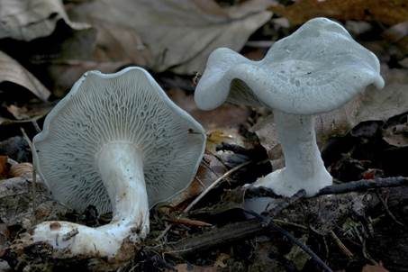 Grüner Anistrichterling, Foto 2