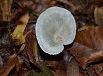 Grüner Anistrichterling, Foto 15