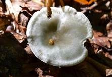Grüner Anistrichterling, Foto 16