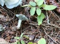 Grüner Anistrichterling, Foto 20