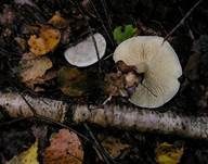 Grüner Anistrichterling, Foto 21
