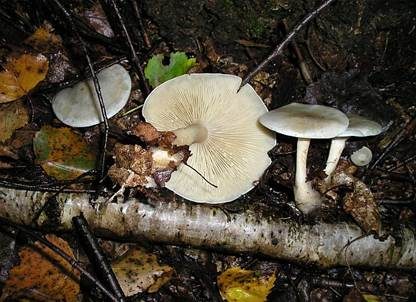 Grüner Anistrichterling, Foto 4