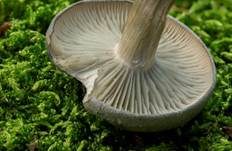 Grüner Anistrichterling, Foto 24