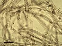 Grüner Anistrichterling, Foto 43
