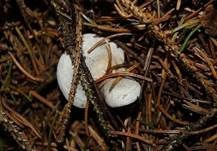 Grüner Anistrichterling, Foto 11