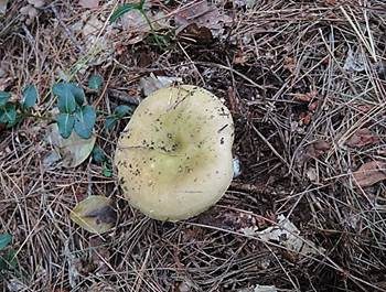 Grüner Heringstäubling, Foto 2