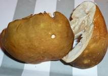 Grüner Heringstäubling, Foto 17