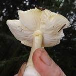 Grüner Heringstäubling, Foto 26