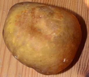 Grüner Heringstäubling, Foto 5
