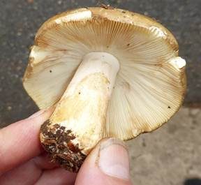 Grüner Heringstäubling, Foto 6