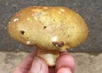 Grüner Heringstäubling, Foto 7