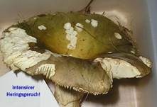 Grüner Heringstäubling, Foto 9