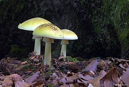 Grüner Knollenblätterpilz, Foto 2