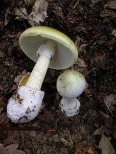 Grüner Knollenblätterpilz, Foto 3