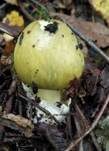Grüner Knollenblätterpilz, Foto 102