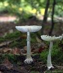 Grüner Knollenblätterpilz, Foto 13