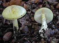 Grüner Knollenblätterpilz, Foto 115