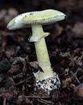 Grüner Knollenblätterpilz, Foto 116