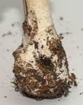 Grüner Knollenblätterpilz, Foto 120