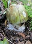 Grüner Knollenblätterpilz, Foto 14