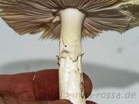 Grüner Knollenblätterpilz, Foto 122