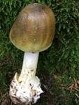 Grüner Knollenblätterpilz, Foto 15