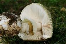 Grüner Knollenblätterpilz, Foto 19