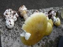 Grüner Knollenblätterpilz, Foto 21