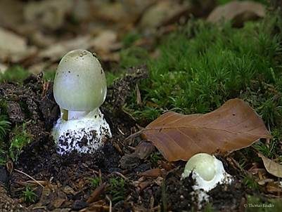 Grüner Knollenblätterpilz, Foto 4