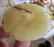 Grüner Knollenblätterpilz, Foto 26
