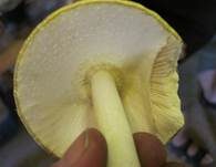 Grüner Knollenblätterpilz, Foto 27