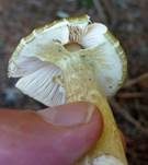 Grüner Knollenblätterpilz, Foto 28
