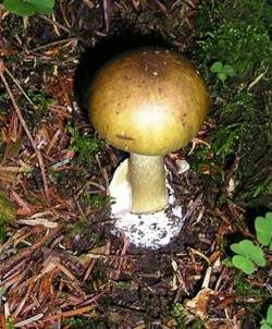 Grüner Knollenblätterpilz, Foto 5