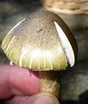 Grüner Knollenblätterpilz, Foto 32