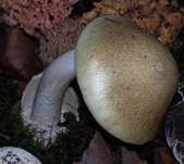 Grüner Knollenblätterpilz, Foto 36