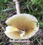 Grüner Knollenblätterpilz, Foto 37