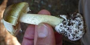 Grüner Knollenblätterpilz, Foto 38