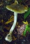 Grüner Knollenblätterpilz, Foto 41