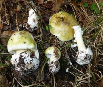 Grüner Knollenblätterpilz, Foto 6