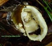 Grüner Knollenblätterpilz, Foto 45
