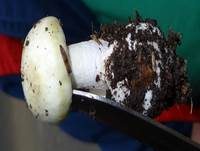 Grüner Knollenblätterpilz, Foto 51