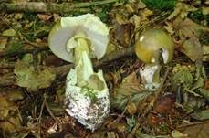 Grüner Knollenblätterpilz, Foto 7