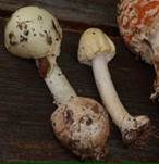 Grüner Knollenblätterpilz, Foto 55