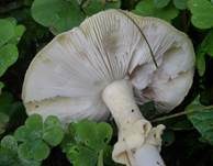 Grüner Knollenblätterpilz, Foto 58